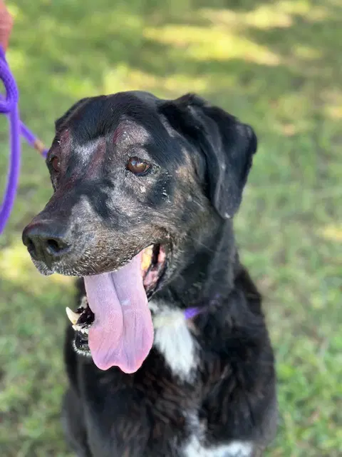Kwayah - Labrador Retriever
