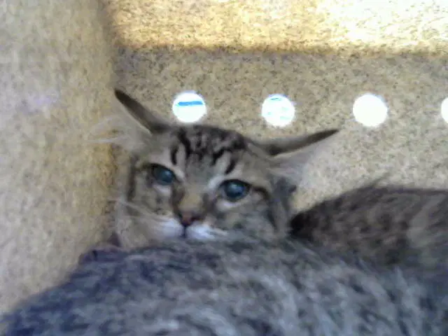 Mc-Lovin - Domestic Short Hair