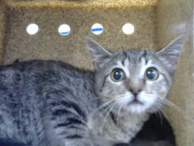 Becca - Domestic Short Hair