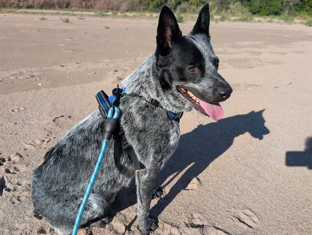 Nessy - Australian Cattle Dog/Blue Heeler