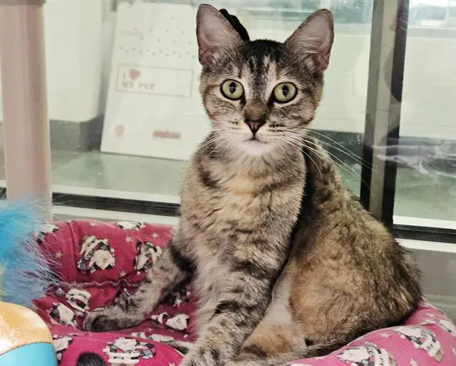 Ernesta - Domestic Short Hair