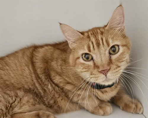 picture of the cat needing adoption