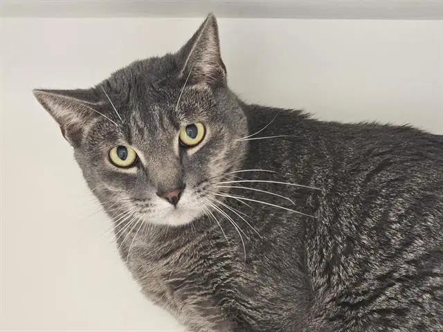 Grayla - Domestic Short Hair