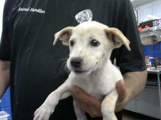 Saturn - Australian Cattle Dog/Blue Heeler