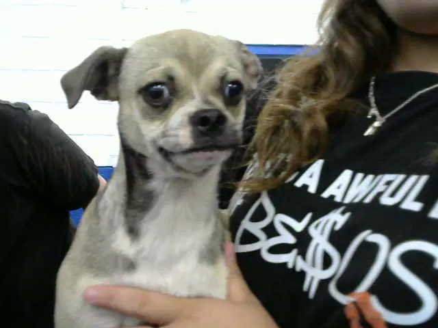 El - Pug
