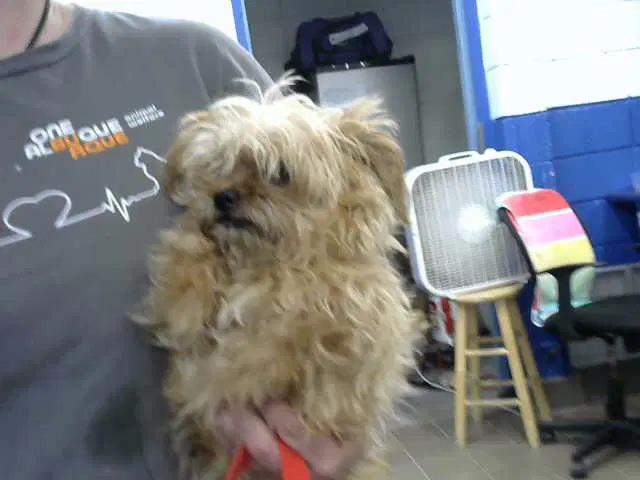 Scarppy - Yorkshire Terrier Yorkie