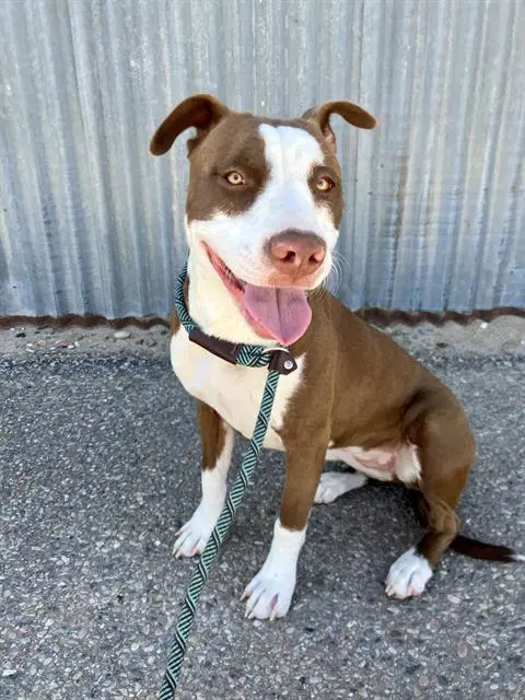 Jupiter - American Pit Bull Terrier
