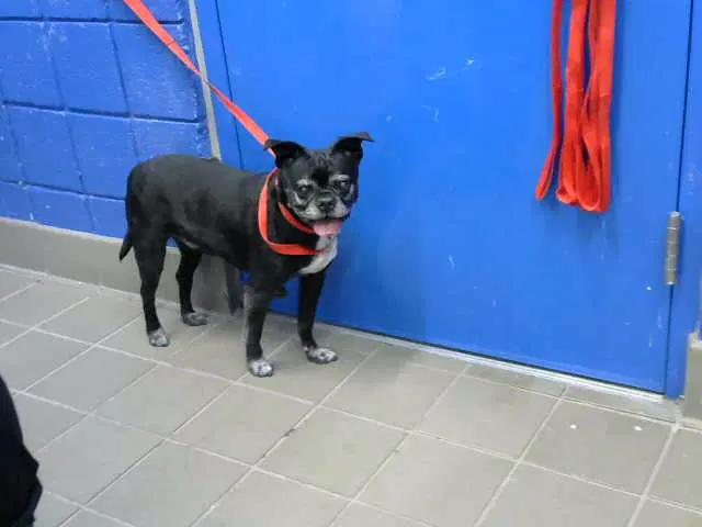 Ollie - Pug