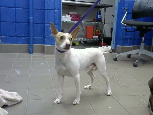 Rocky - Jack Russell Terrier (Parson Russell Terrier)