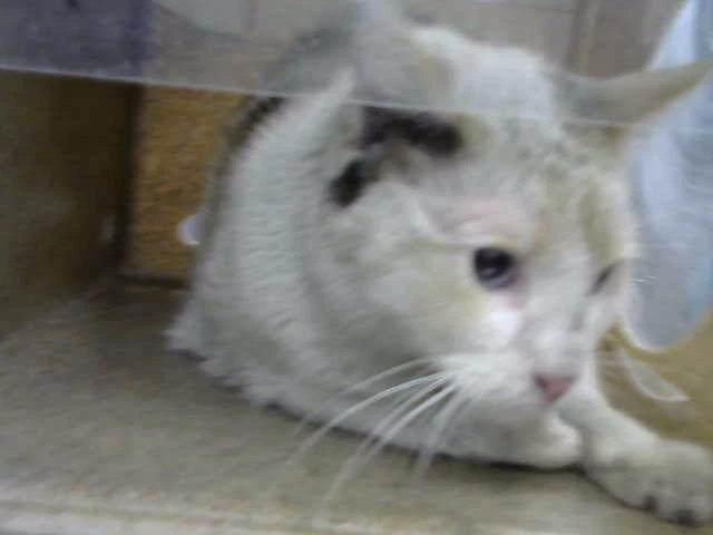 Squash