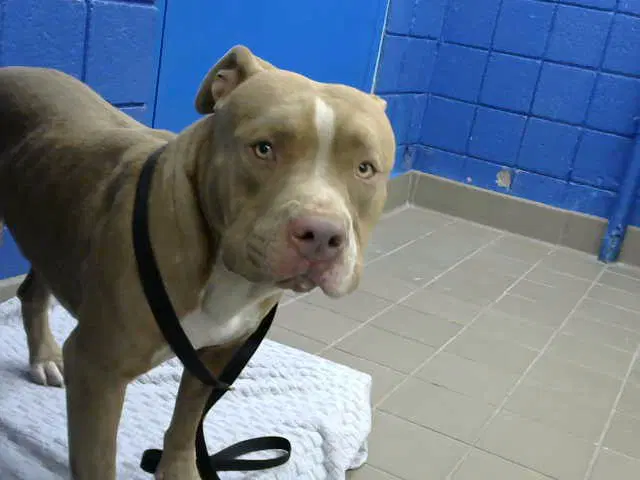 Bronk - Pit Bull Terrier