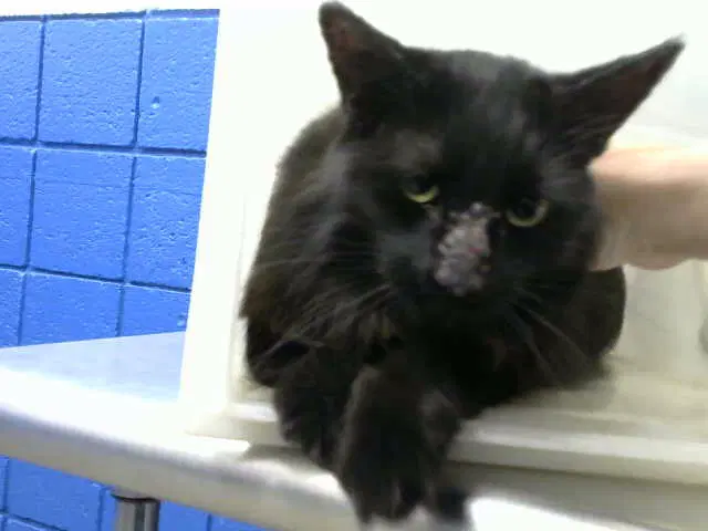 Sosa - Domestic Long Hair