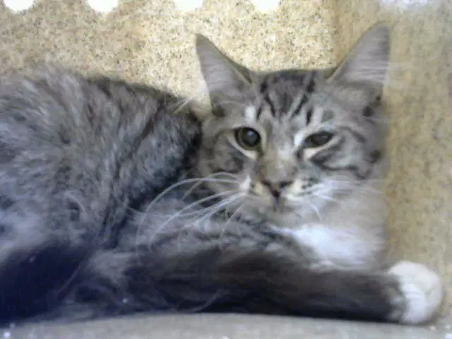 Jingo - Domestic Medium Hair