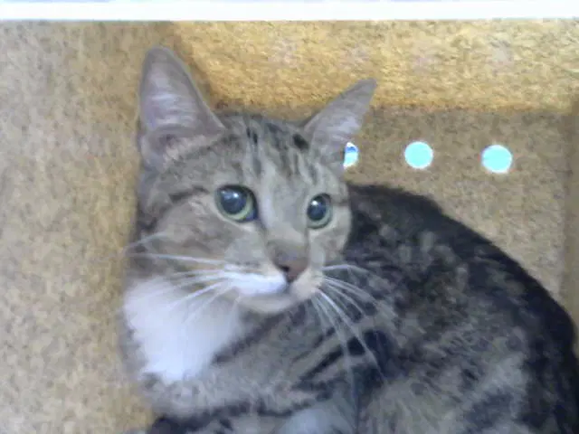 Debbie - Domestic Short Hair