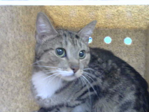picture of the cat needing adoption
