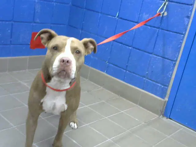 Momma - Pit Bull Terrier