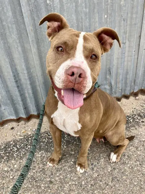Momma - Pit Bull Terrier