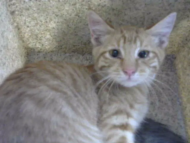 Tom - Domestic Short Hair