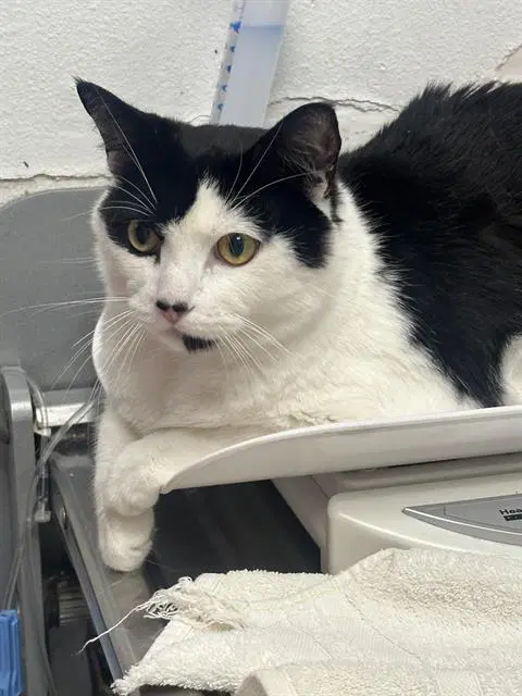 Poe - Domestic Short Hair