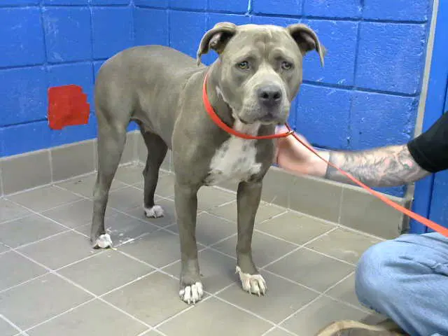 Kendra - Pit Bull Terrier