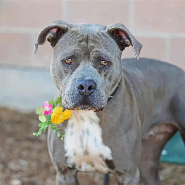 Kendra - Pit Bull Terrier
