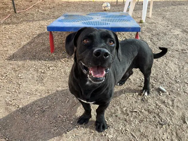 Charlie - Labrador Retriever