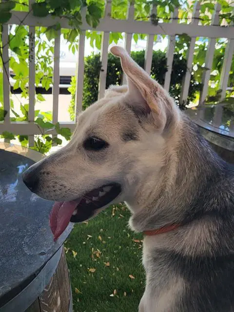 Nova - Siberian Husky