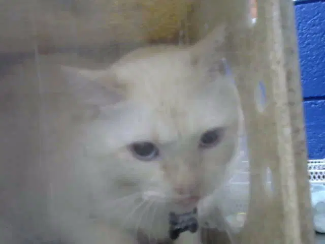 Megatron - Domestic Short Hair
