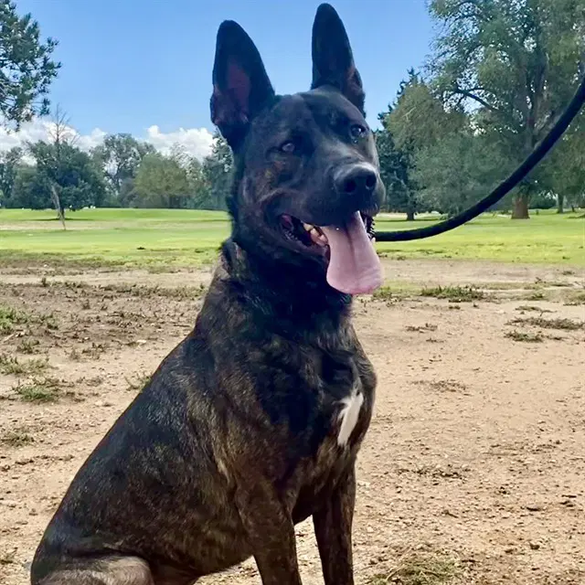 Hershey - German Shepherd Dog