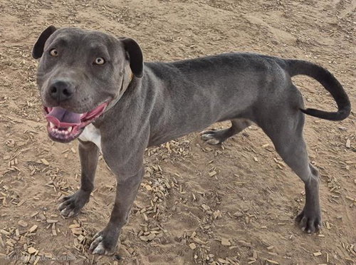 picture of the dog needing adoption
