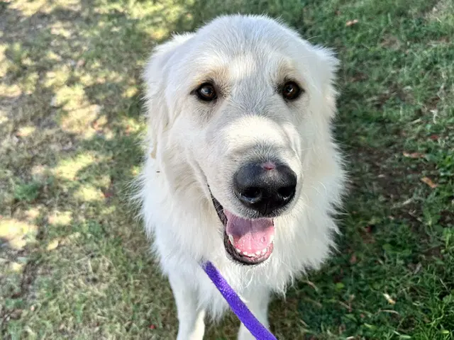 Sandor - Great Pyrenees