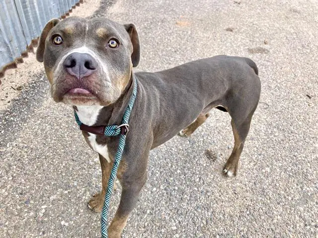 Sub - American Pit Bull Terrier