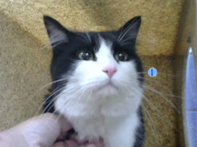 Dino - Domestic Medium Hair