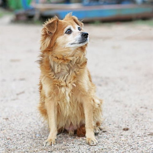 OSO, a dog for adoption from Albuquerque Animal Services - Eastside
