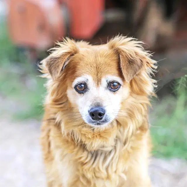 Oso - Chihuahua