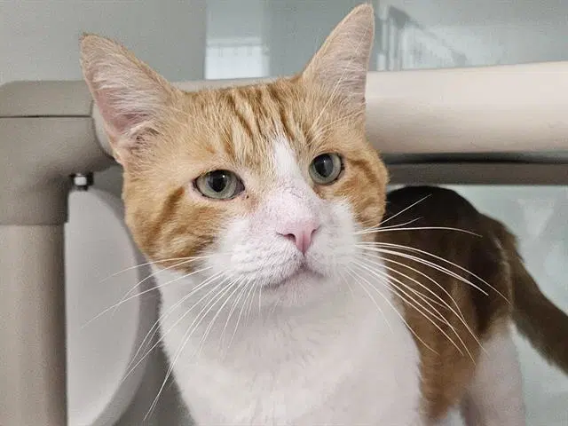 Finn - Domestic Short Hair