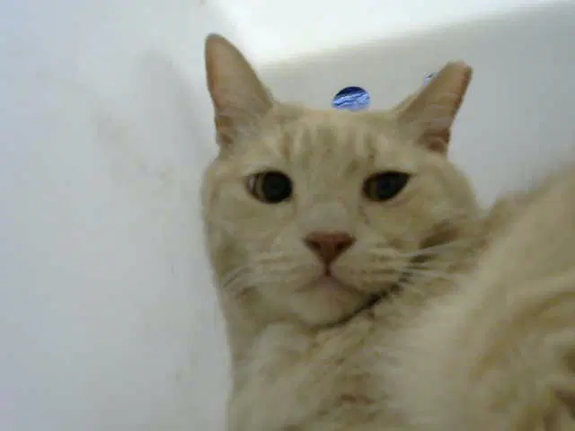 Jake - Domestic Short Hair