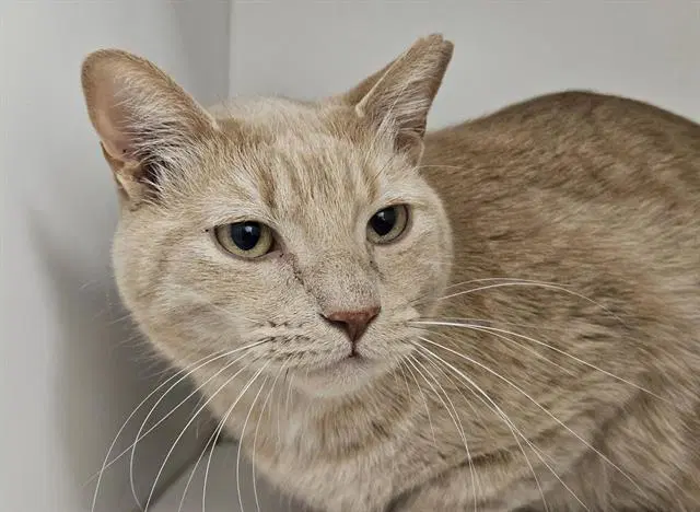 Jake - Domestic Short Hair