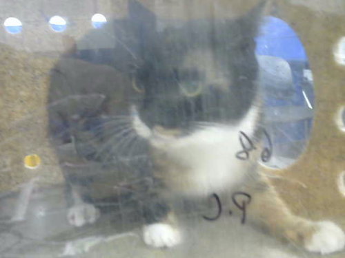 picture of the cat needing adoption