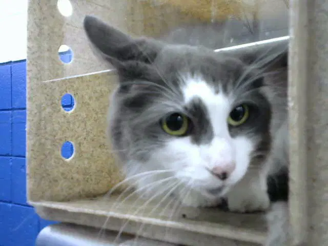Gunner - Domestic Long Hair