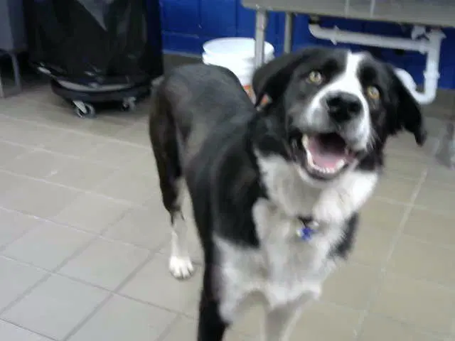 Buckwheat - Border Collie