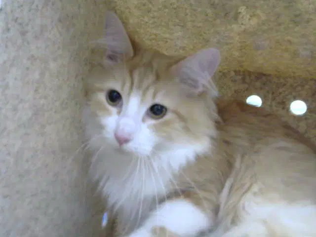 Niki - Domestic Long Hair