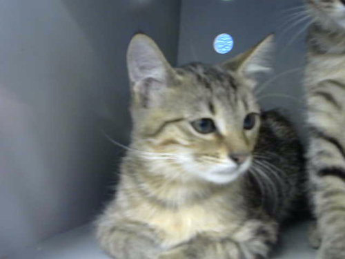 picture of the cat needing adoption