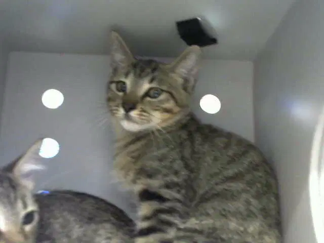 Turkey - Domestic Short Hair