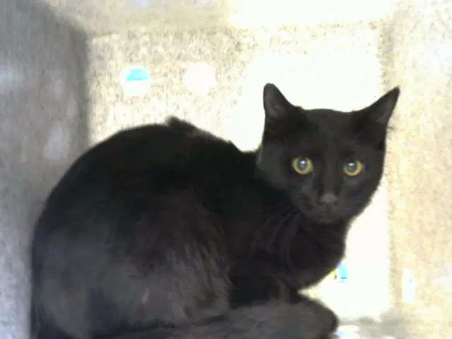 Spiderman - Domestic Short Hair