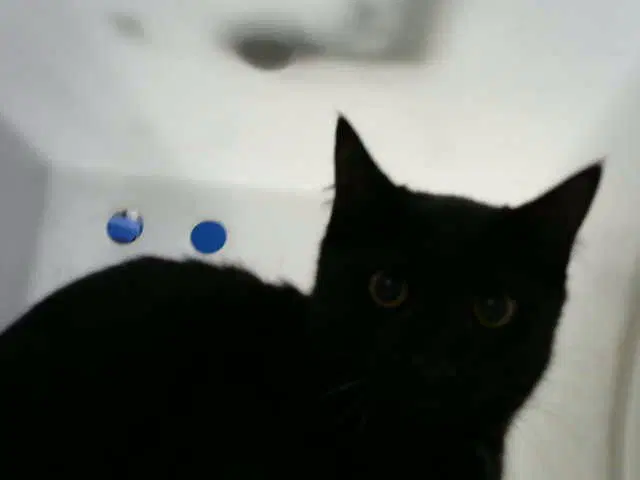 Superman - Domestic Short Hair