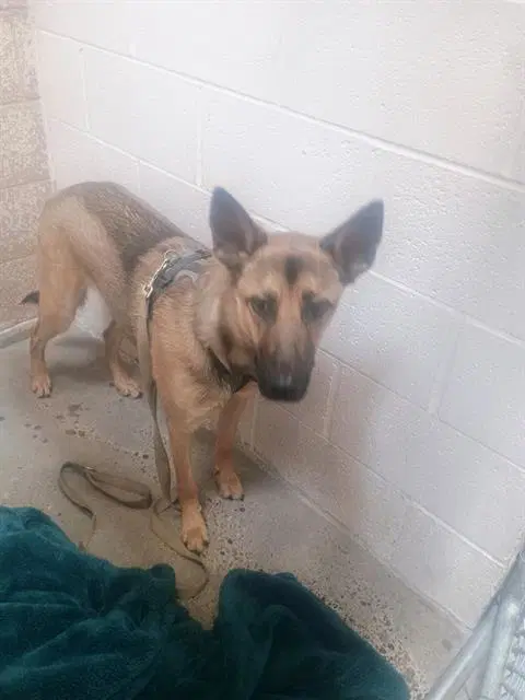 Ollie - German Shepherd Dog