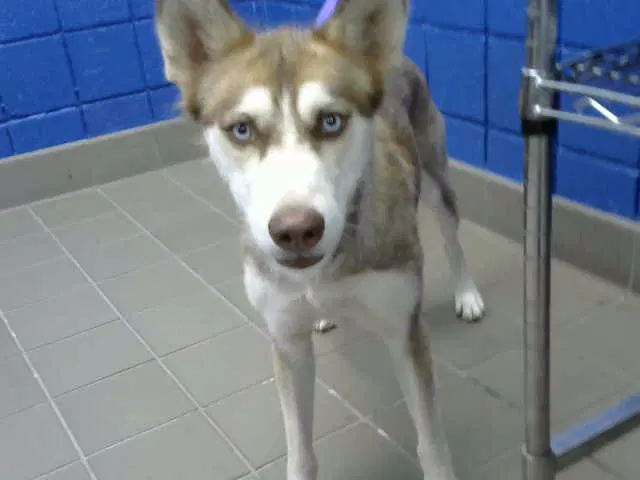 Sky - Siberian Husky