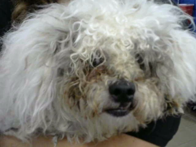 Muneco