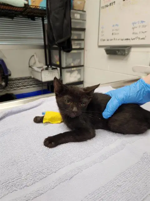Cartier - Domestic Short Hair